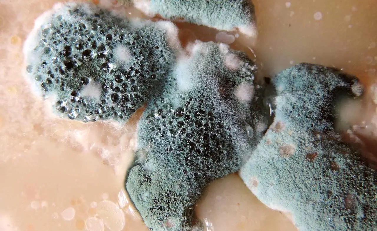 Esporre gli oggetti ammuffiti al sole elimina il problema? Ecco la verità che non ti aspetti