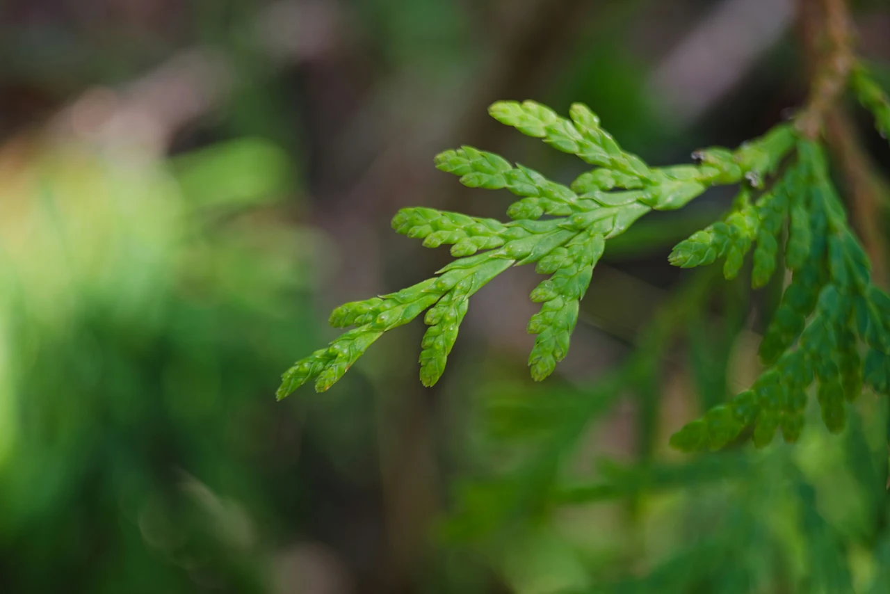 Ecco la pianta più strana e rara del mondo: sopravvive senza acqua per anni