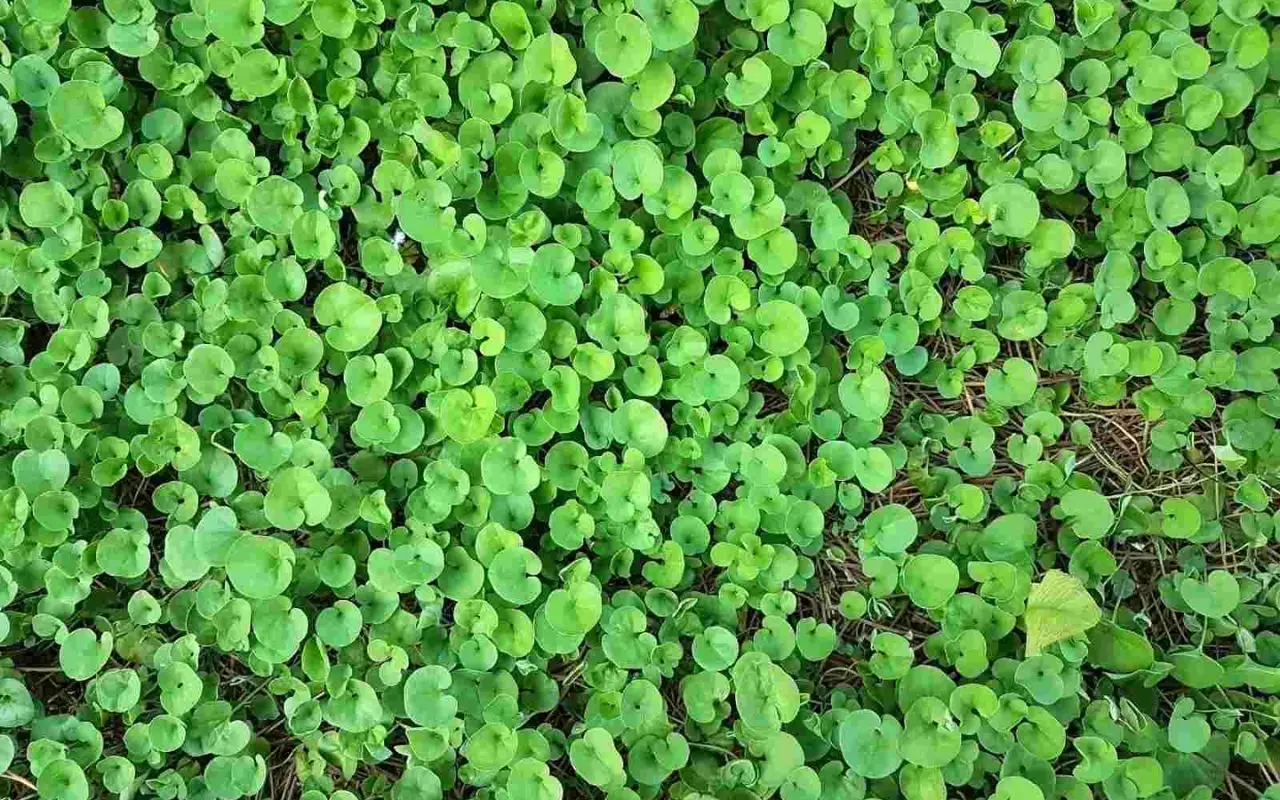 Erbacce invadono il tuo prato di dicondra? Ecco il metodo definitivo per salvarlo