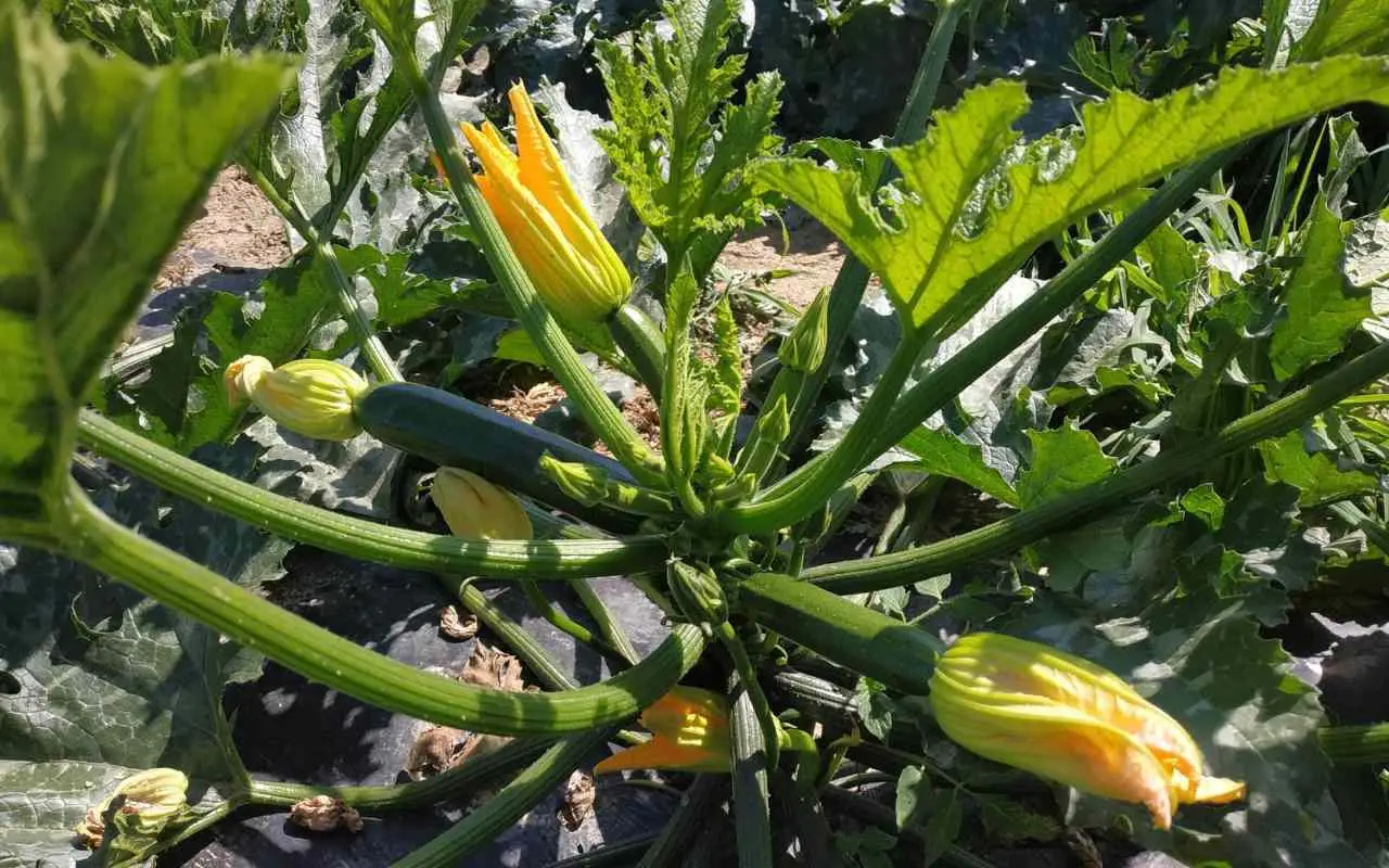 Le zucchine preferiscono l’ombra o il sole? Ecco la risposta definitiva